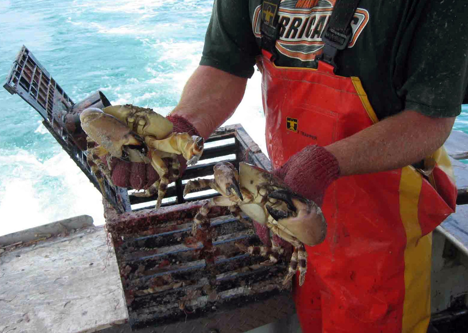 Stone Crab Season Stock Photo